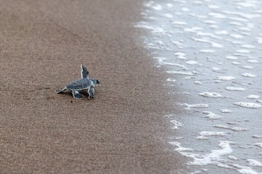 Yavru yeşil kaplumbağa (Chelonia mydas) Kosta Rika 'da bir ayak izinin yanında sahilde sürünüyor..