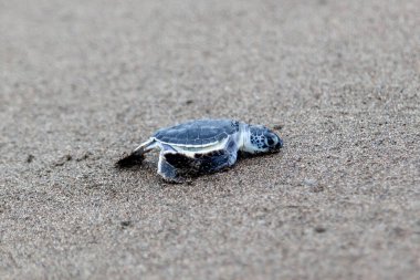 Yavru yeşil kaplumbağa (Chelonia mydas) Kosta Rika 'da bir ayak izinin yanında sahilde sürünüyor..