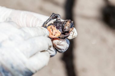 Limon, Kosta Rika - 2 Ekim 2018: Kosta Rika 'daki Tortuguero Ulusal Parkı' nda yumurtadan çıkma başarısını araştırmak için araştırma yardımı ile toplanan yumurtadan çıkmamış kaplumbağa yumurtasına yakın çekim.