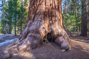 Dev Sekoya ağaçları Sequoia National Park, Kaliforniya, ABD