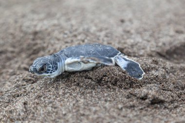 Yavru yeşil kaplumbağa (Chelonia mydas) Kosta Rika 'da bir ayak izinin yanında sahilde sürünüyor..