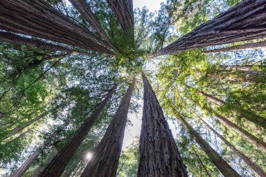 Marin County, Kaliforniya 'daki Muir Woods Ulusal Anıtı' na bakan Sekoya ağaçları, ABD.