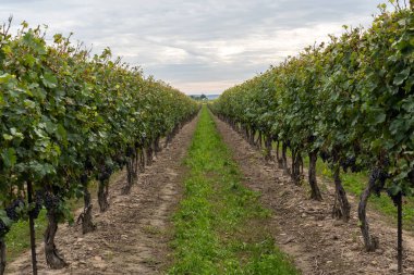 Niagara Şelalesi 'ndeki üzüm bağları, Ontario, Kanada