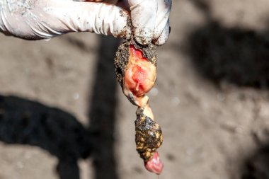 Limon, Kosta Rika - 2 Ekim 2018: Kosta Rika 'daki Tortuguero Ulusal Parkı' nda yumurtadan çıkma başarısını araştırmak için araştırma yardımı ile toplanan yumurtadan çıkmamış kaplumbağa yumurtasına yakın çekim.