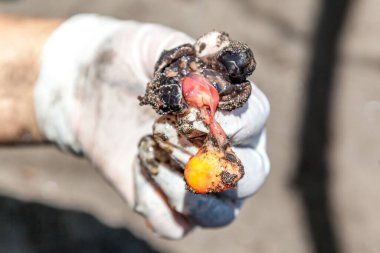 Limon, Kosta Rika - 2 Ekim 2018: Kosta Rika 'daki Tortuguero Ulusal Parkı' nda yumurtadan çıkma başarısını araştırmak için araştırma yardımı ile toplanan yumurtadan çıkmamış kaplumbağa yumurtasına yakın çekim.