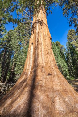 Dev Sekoya ağaçları Sequoia National Park, Kaliforniya, ABD