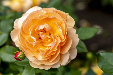 Bahçede büyüyen güzel bir gül. Birleşik Devletler.