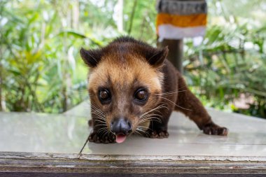 Endonezya 'da bir kafede Asya palmiye misketi (paradoxurus hermaphroditus). Asya Palm Civet 'i dünyanın en pahalı kahvesini yapmak için kullanılır, Kopi Luwak..