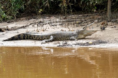Brunei 'deki Brunei Nehri boyunca uzanan nehir kıyısında ağzı açık duran tuzlu su timsahı (Crocodylus porosus)..