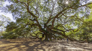 Charleston, Güney Carolina, ABD - 28 Şubat 2020: Charleston, Güney Carolina, ABD 'deki Angel Oak ağacı, 400-500 yaşlarında olduğu tahmin edilen bir Güneyli meşe..