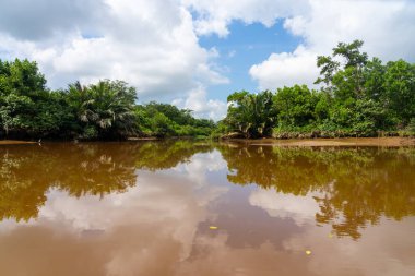 Brunei nehri boyunca uzanan yoğun mangrov ormanı, Brunei adasındaki Bandar Seri Begawan yakınlarında yansıyor..