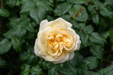 Bahçede büyüyen güzel bir gül. Birleşik Devletler.