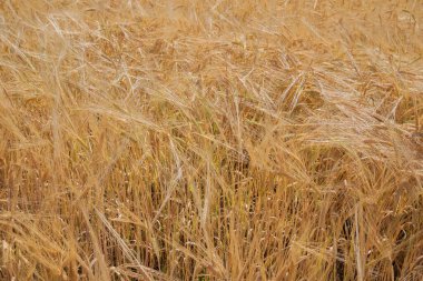 buğday alan yakın çekim