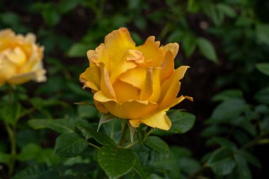 Bahçede büyüyen güzel bir gül. Birleşik Devletler.