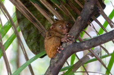 Filipinler 'in Bohol kentindeki Filipin Tarsier Sığınağı' nda bir gözü açık ağaçta bir Filipin tarsieri (Carlito syrichta). Filipinli tarsier dünyadaki en küçük primatlardan biridir..