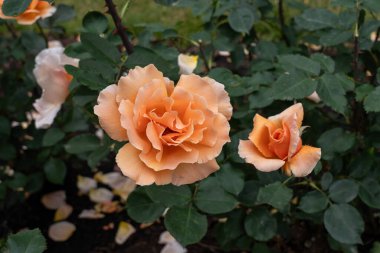 Bahçede çiçek açan güllerin yakınlaşması. Birleşik Devletler.