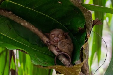 Filipinler 'in Bohol kentindeki Filipin Tarsier Sığınağı' nda bir gözü açık ağaçta bir Filipin tarsieri (Carlito syrichta). Filipinli tarsier dünyadaki en küçük primatlardan biridir..