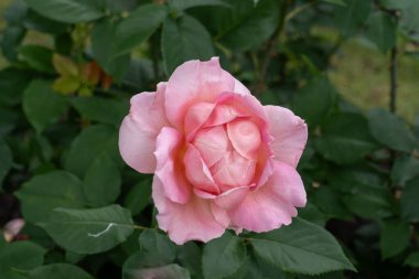 Bahçede büyüyen güzel bir gül. Birleşik Devletler.