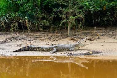 Brunei 'deki Brunei Nehri boyunca uzanan nehir kıyısında ağzı açık duran tuzlu su timsahı (Crocodylus porosus)..