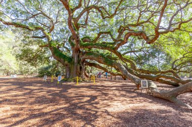 Charleston, Güney Carolina, ABD - 28 Şubat 2020: Charleston, Güney Carolina, ABD 'deki Angel Oak ağacı, 400-500 yaşlarında olduğu tahmin edilen bir Güneyli meşe..