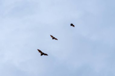 Üç Uçan Tilki gökyüzünde uçuyor. Uçan tilkiler (meyve yarasaları olarak da bilinir) yarasa ailesinin en büyük üyeleridir..