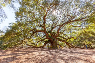 Charleston, Güney Carolina, ABD - 28 Şubat 2020: Charleston, Güney Carolina, ABD 'deki Angel Oak ağacı, 400-500 yaşlarında olduğu tahmin edilen bir Güneyli meşe..