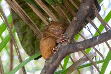 Filipinler 'in Bohol kentindeki Filipin Tarsier Sığınağı' nda bir gözü açık ağaçta bir Filipin tarsieri (Carlito syrichta). Filipinli tarsier dünyadaki en küçük primatlardan biridir..