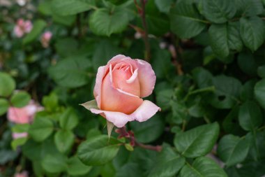 Bahçede büyüyen güzel bir gül. Birleşik Devletler.