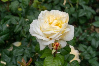Bahçede büyüyen güzel bir gül. Birleşik Devletler.