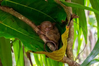 Filipinler 'in Bohol kentindeki Filipin Tarsier Sığınağı' nda bir gözü açık ağaçta bir Filipin tarsieri (Carlito syrichta). Filipinli tarsier dünyadaki en küçük primatlardan biridir..