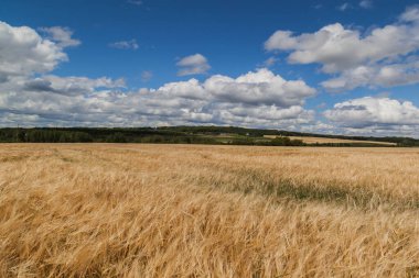 buğday alan arka plan mavi gökyüzü ile