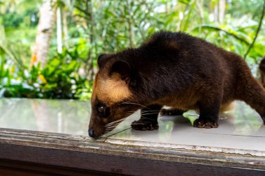 Endonezya 'da bir kafede Asya palmiye misketi (paradoxurus hermaphroditus). Asya Palm Civet 'i dünyanın en pahalı kahvesini yapmak için kullanılır, Kopi Luwak..