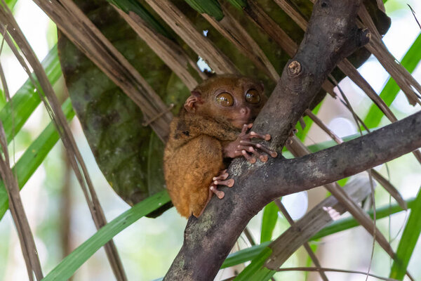 Филиппинский тарсье (Carlito syrichta) на дереве с одним открытым глазом в Филиппинском Тарсье в Бохоле, Филиппины. Филиппинский тарсье один из самых маленьких приматов в мире..