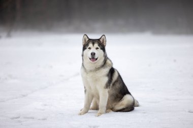 Malamute Köpeği kışın karlı arazide oturuyor. Açık havada Portre Çekimi.