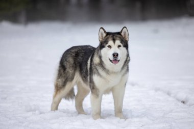 Malamute Köpeği kışın karlı arazide duruyor. Açık havada Portre Çekimi.