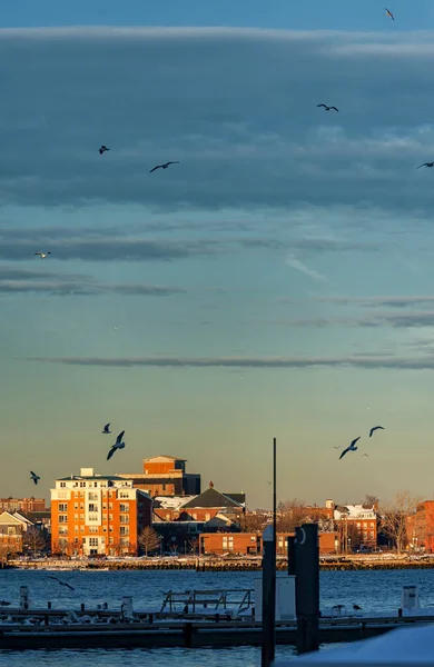 Bostons Stadsbild Med Flygande Fåglar Och Portvatten Massachusetts Förenta Staterna — Stockfoto