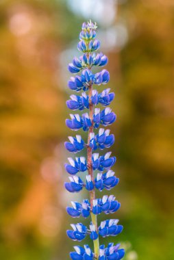 Akşam Günbatımında Lupine Çiçeği. Güzel Renkler