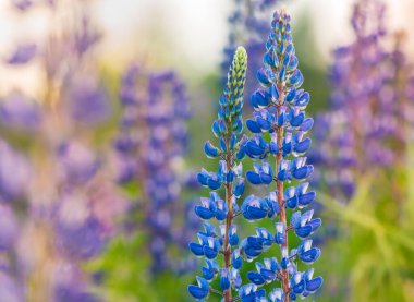 Akşam Günbatımında Lupine Çiçeği. Güzel Renkler
