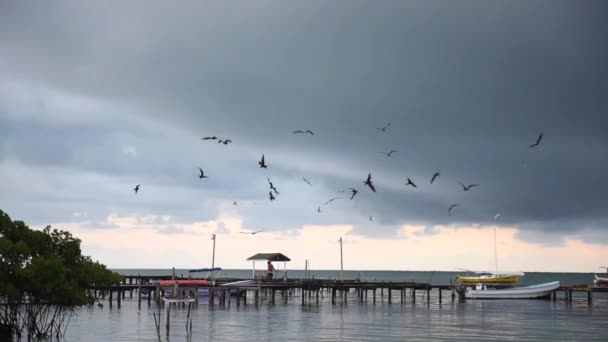 Pier Harbour Caye Caulker Island Belize Caribbean Sea Cloudy Sky — Stockvideo