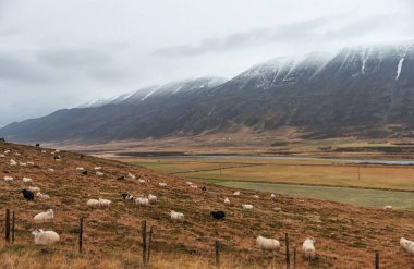İzlanda 'da koyunlar. Vahşi Doğa Manzarası.