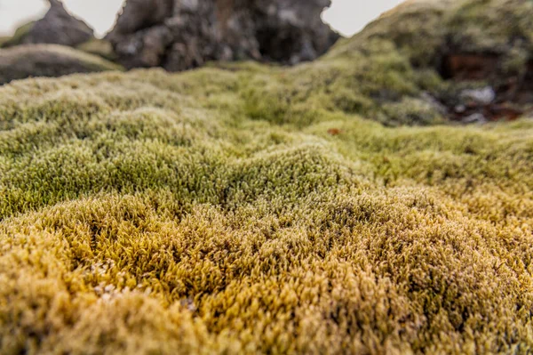 冰岛风景与莫斯和岩石 背景中的熔岩 — 图库照片