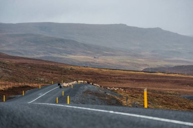 İzlanda 'da Boş Yol ve Koyun. Vahşi Doğa.