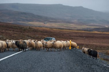 İzlanda 'da Boş Yol ve Koyun. Vahşi doğa. Arka planda Yerel Çiftçi Arabası.