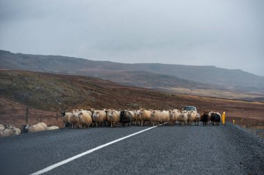 İzlanda 'da Boş Yol ve Koyun. Vahşi doğa. Arka planda Yerel Çiftçi Arabası.