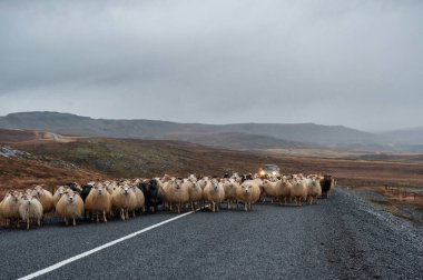 İzlanda 'da Boş Yol ve Koyun. Vahşi doğa. Arka planda Yerel Çiftçi Arabası.