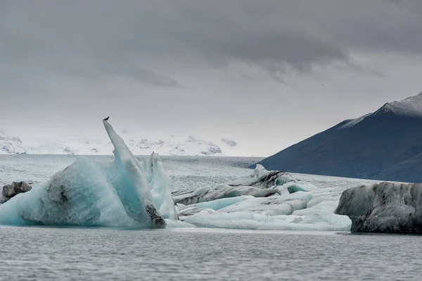 Jokulsarlon Glacier Lagoon and Mountain in Background. Bird is on the top of Iceberg.
