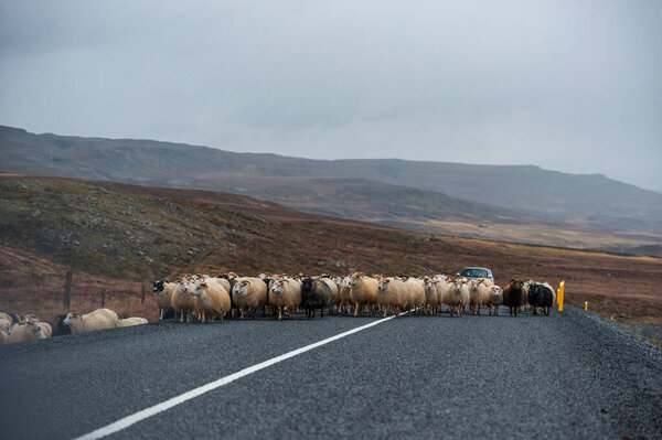Empty Road and Sheep in Iceland. Wild Nature. Local Farmer Car in Background.