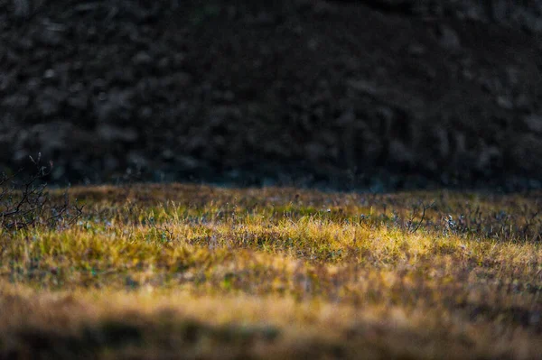 Grass Moss Iceland Macro — 스톡 사진