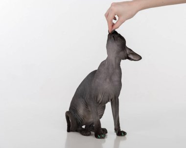 Black Sphynx Cat. Studio photo shoot. Isolated on White Background