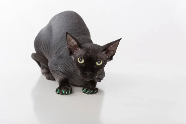 Studio Portrait Sphynx Cat Wearing Fur Stock Photo 95487214